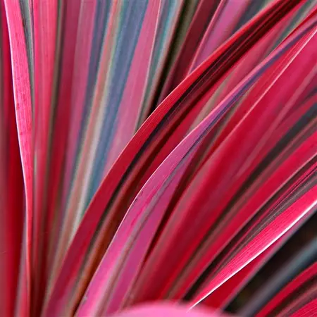 Cordyline Pacific Sunrise 5L - image 3