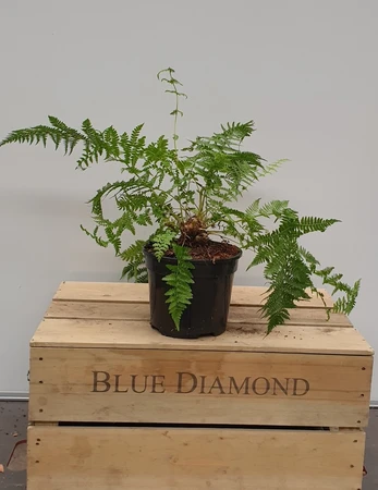 Athyrium Filix Femina 2L