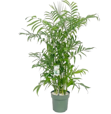 Chamaedorea Seifrizii Hydro 27cm - image 1