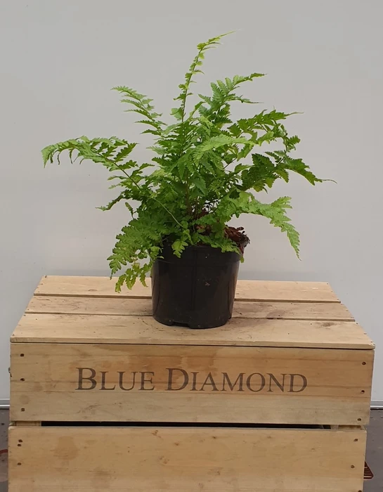 Dryopteris Filix Mas 2L