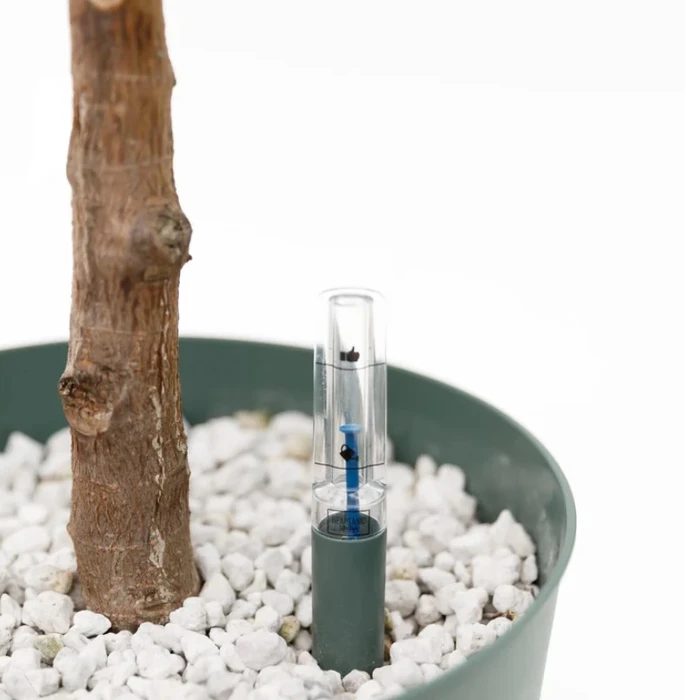 Ficus El Robusta Hydro 27cm - image 3