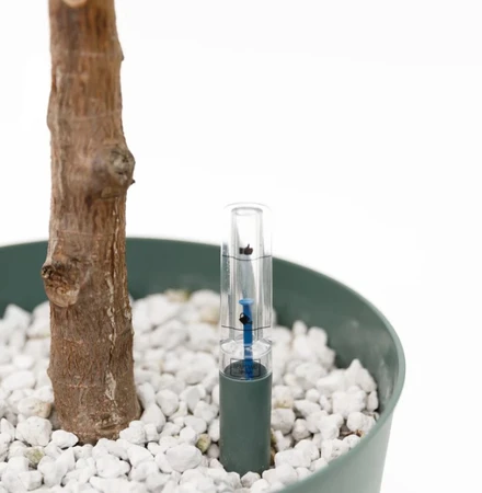 Ficus El Robusta Hydro 27cm - image 3