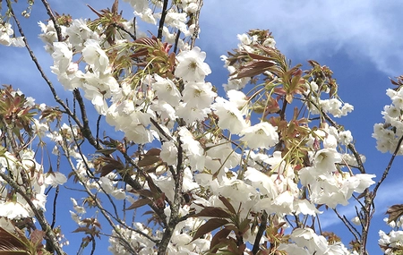 Prunus Fragrant Cloud 12L