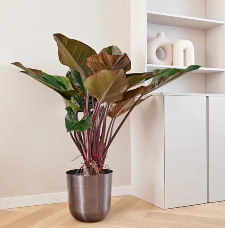 Philodendron Red Beauty Hydro 27cm - image 3
