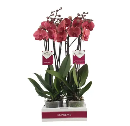 Phalaenopsis Asian Coral BD 12cm - image 2