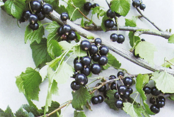 Blackcurrant Ben Lomond 3L