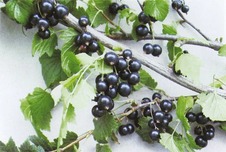 Blackcurrant Ben Lomond 3L