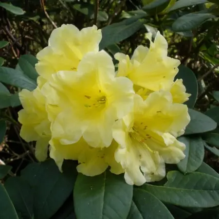 Rhododendron Hybrid Yellow 5L