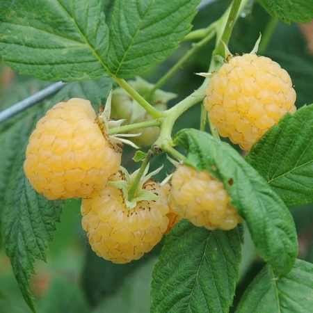 Raspberry All Gold 5L