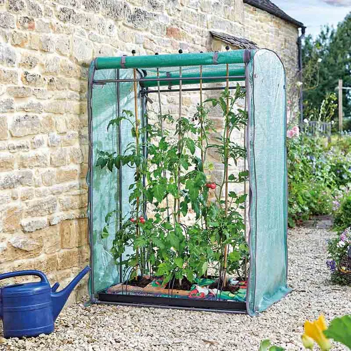 Tomato Grozone Max Double Sided - image 2