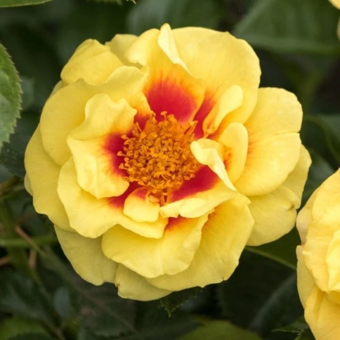 Rosa 'Rhubarb N' Custard' 4.5L