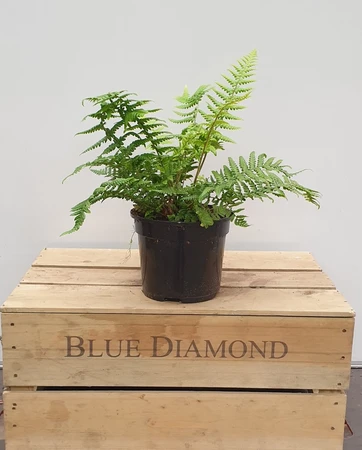 Fern Dryo Affinis 2L