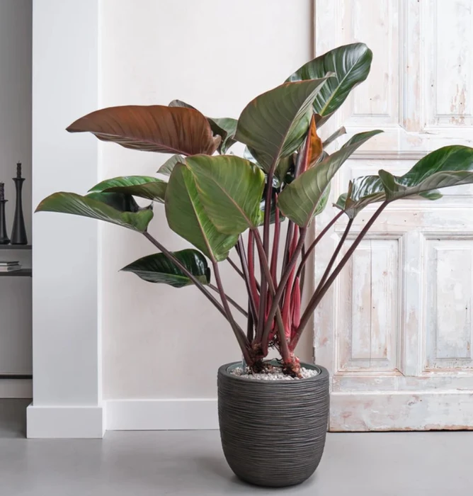 Philodendron Red Beauty Hydro 27cm - image 2