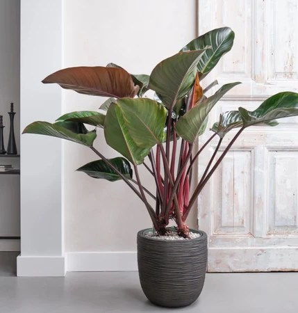 Philodendron Red Beauty Hydro 27cm - image 2