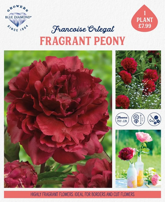 Storytelling Paeonia Francoise Ortegat - image 2