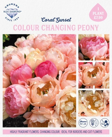 Storytelling Peony Coral Sunset - image 2