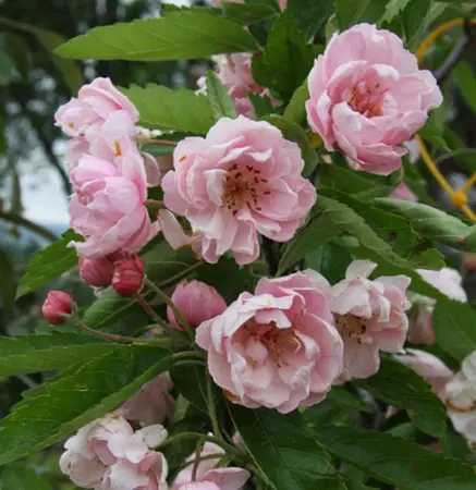 Malus Ioe Fimbriata 7L