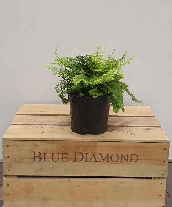Polystichum Setiferum 2L