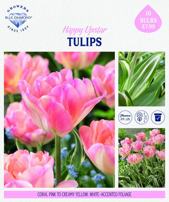 Storytelling Tulip Happy Upstar