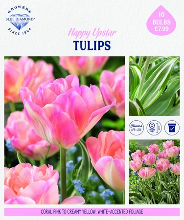 Storytelling Tulip Happy Upstar