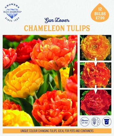 Storytelling Tulip Sunlover