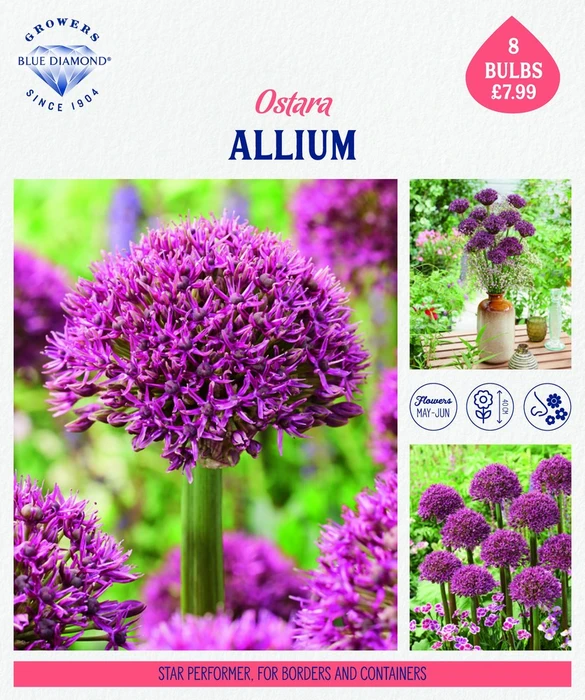 Storytelling Allium Ostara