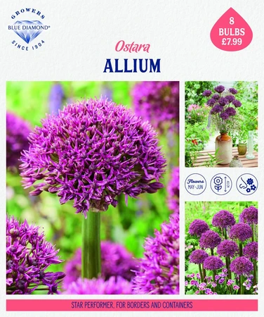 Storytelling Allium Ostara