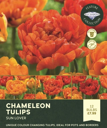 Tulip Sunlover