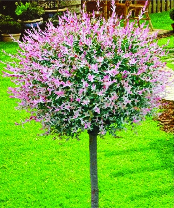 Salix Nishiki 150Cm 12L