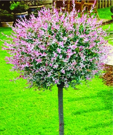 Salix Nishiki 150Cm 12L