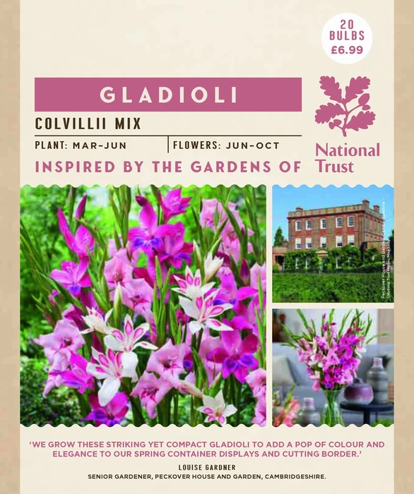 Nt Gladioli Colvilii - image 2