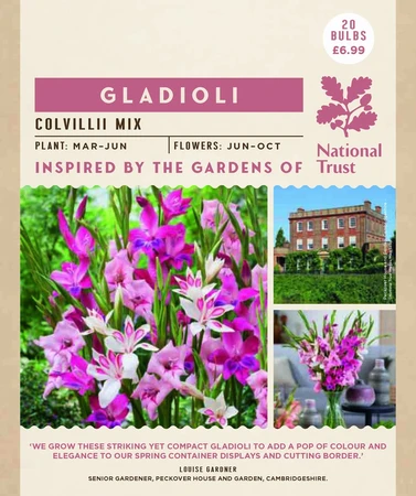 Nt Gladioli Colvilii - image 2