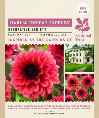 Dahlia Orient Express - image 2