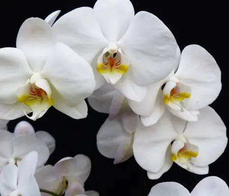Phalaenopsis Cambridge Bd 12cm - image 2