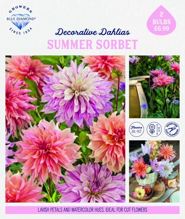 Storytelling Dahlia Summer Sorbet