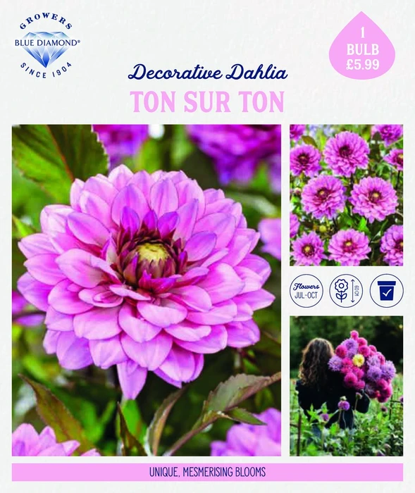 Storytelling Dahlia Sur Ton Sur