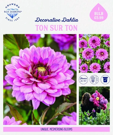 Storytelling Dahlia Sur Ton Sur