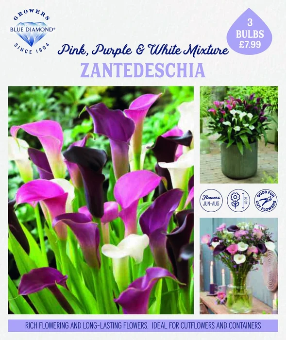 Storytelling Zantedeschia Mixed