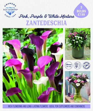 Storytelling Zantedeschia Mixed