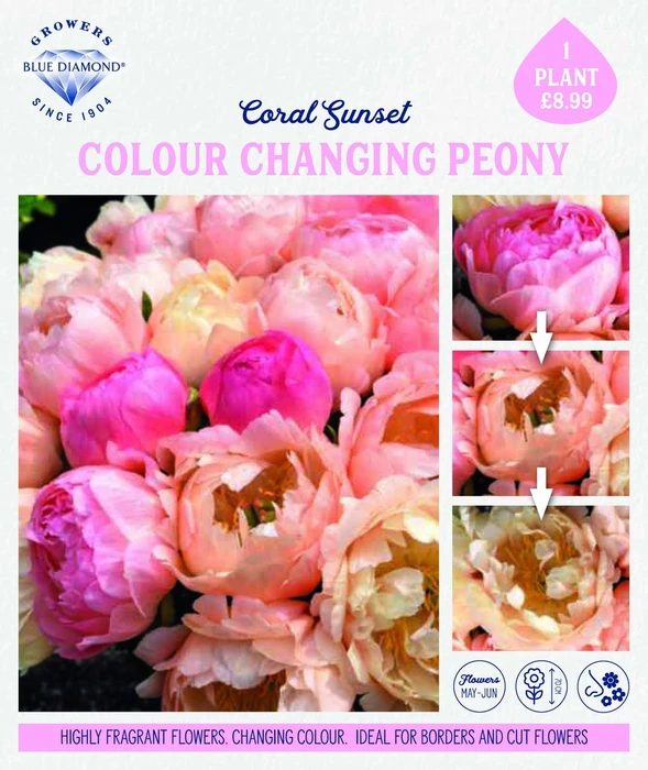 Storytelling Peony Coral Sunset - image 1