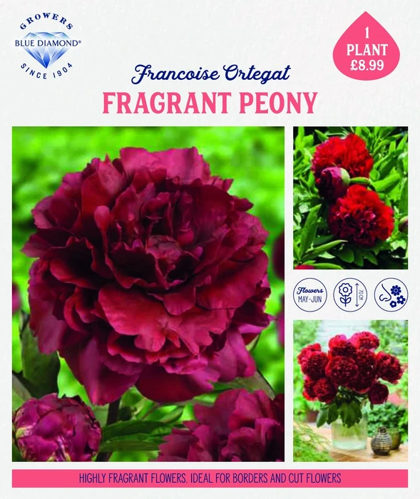 Storytelling Paeonia Francoise Ortegat - image 1