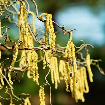 Corylus Avellana Scooter 3L