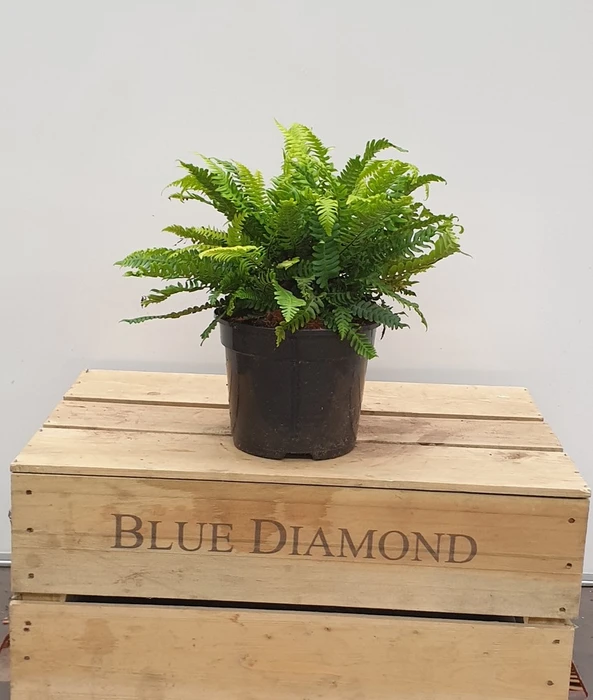 Fern Ev Blechnum Spicant 2L