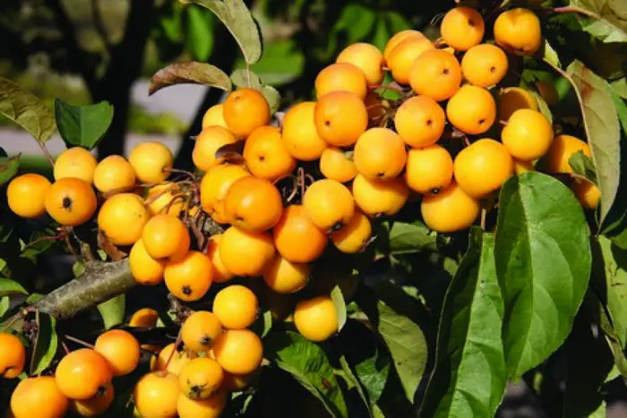 Malus Golden Hornet 7L