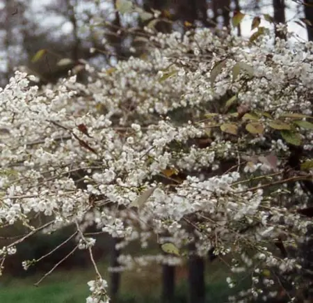 Prunus Incisa Praecox Tw 45Cm 11.5L