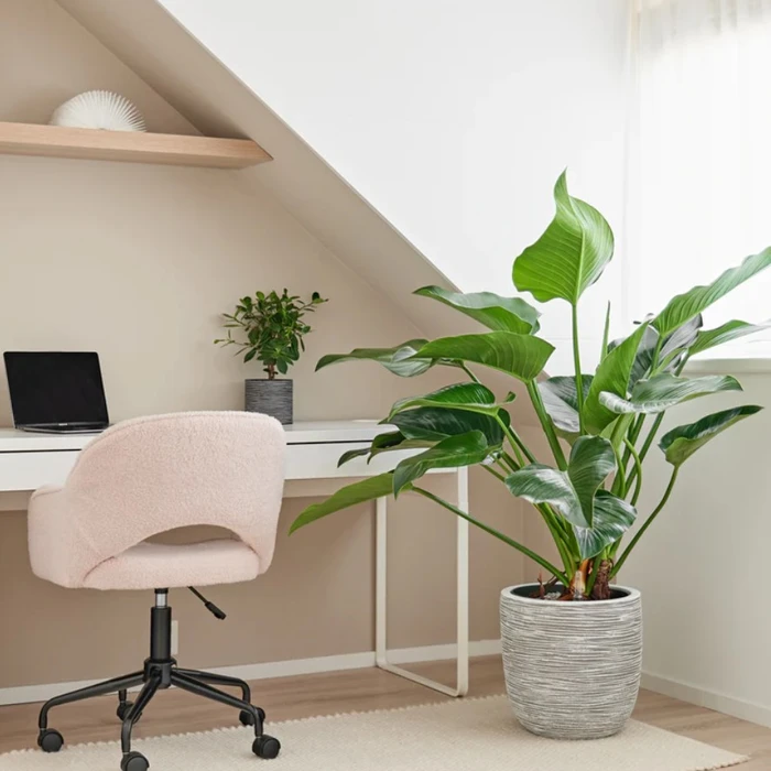 Philodendron Green Beauty Hydro 27cm - image 2