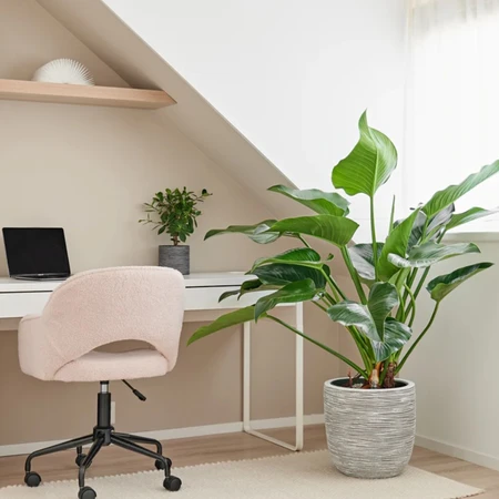 Philodendron Green Beauty Hydro 27cm - image 2
