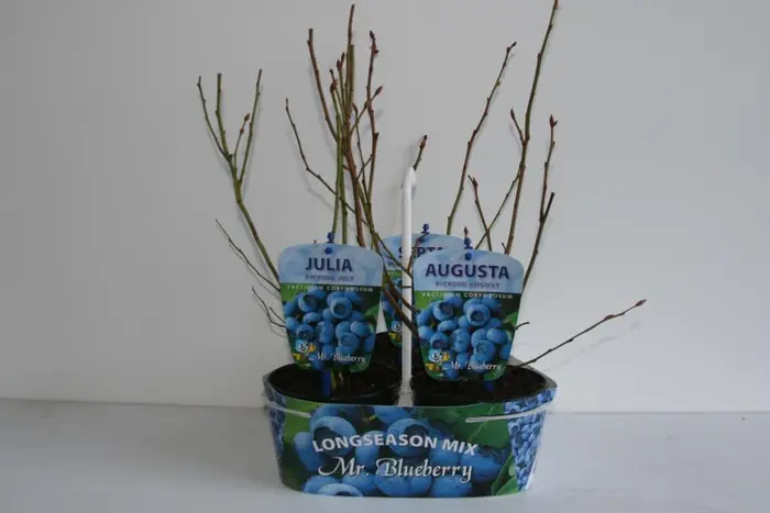 Vaccinium Corymbosum Tripack 1L - image 1