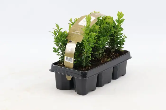 Buxus Sempervirens 6PK - image 1
