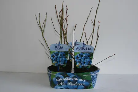 Vaccinium Corymbosum Tripack 1L